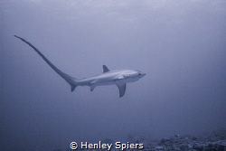 Thresher Time by Henley Spiers 